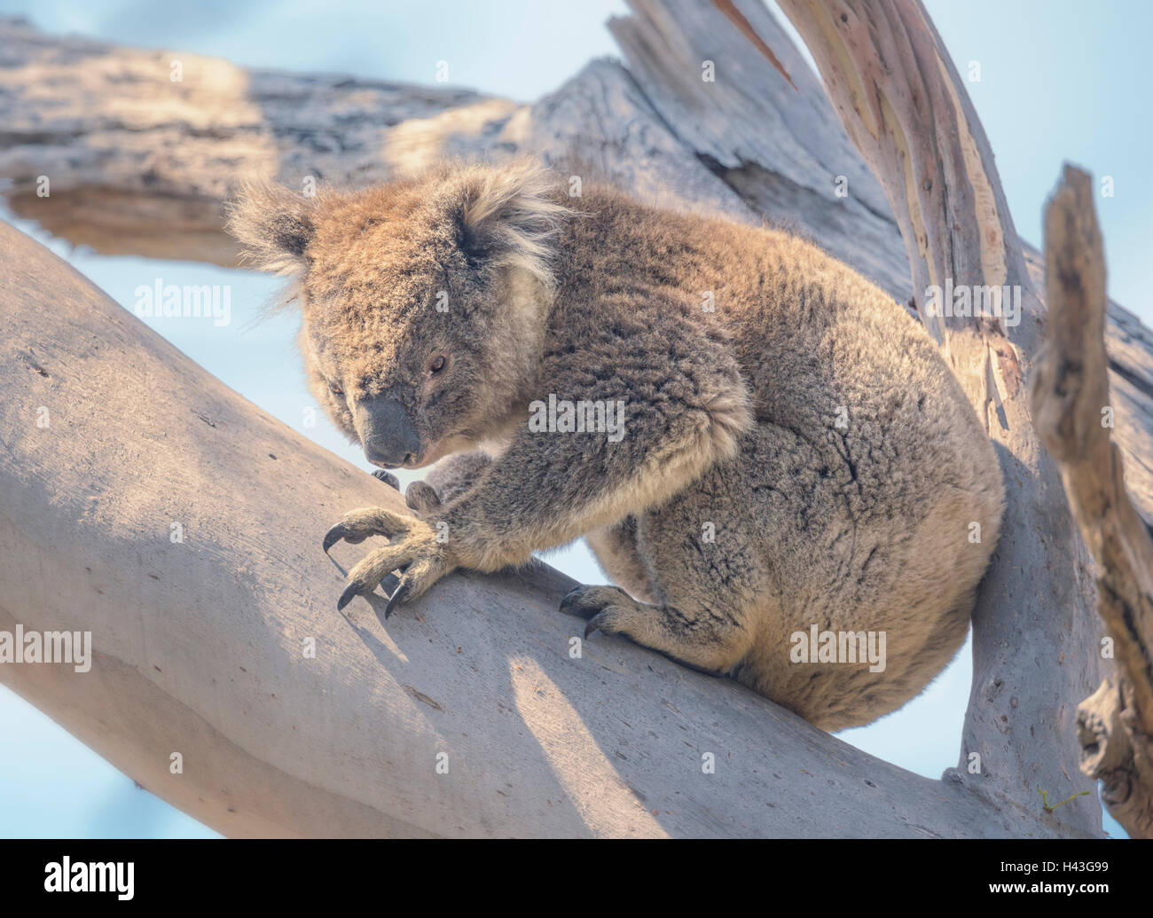 Koala eucalyptus tree hi-res stock photography and images - Alamy