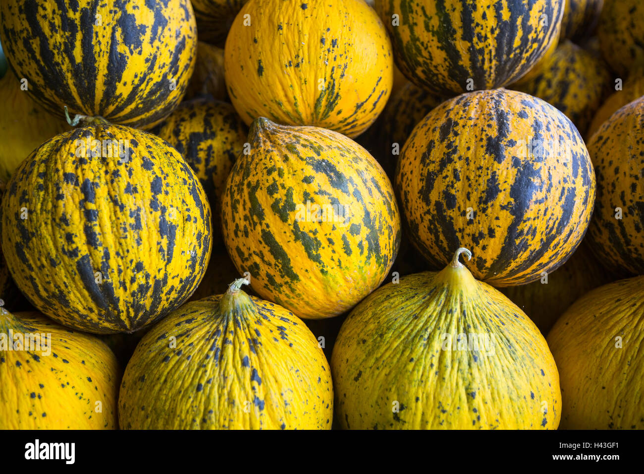 Ripe yellow melons in the store. Stock Photo
