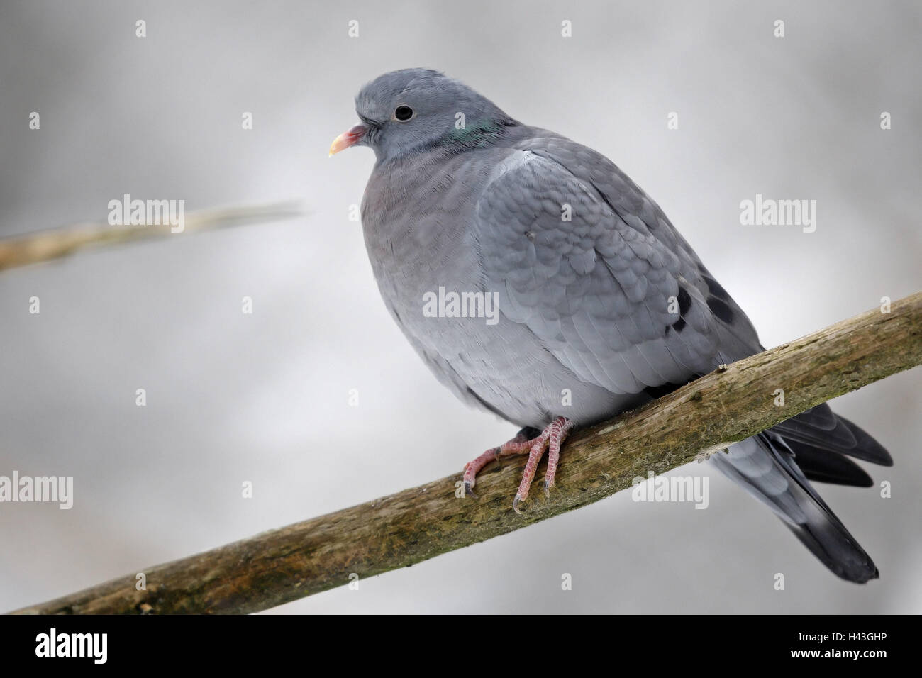 Concave pigeon, Columba oenas, branch, sit, Stock Photo