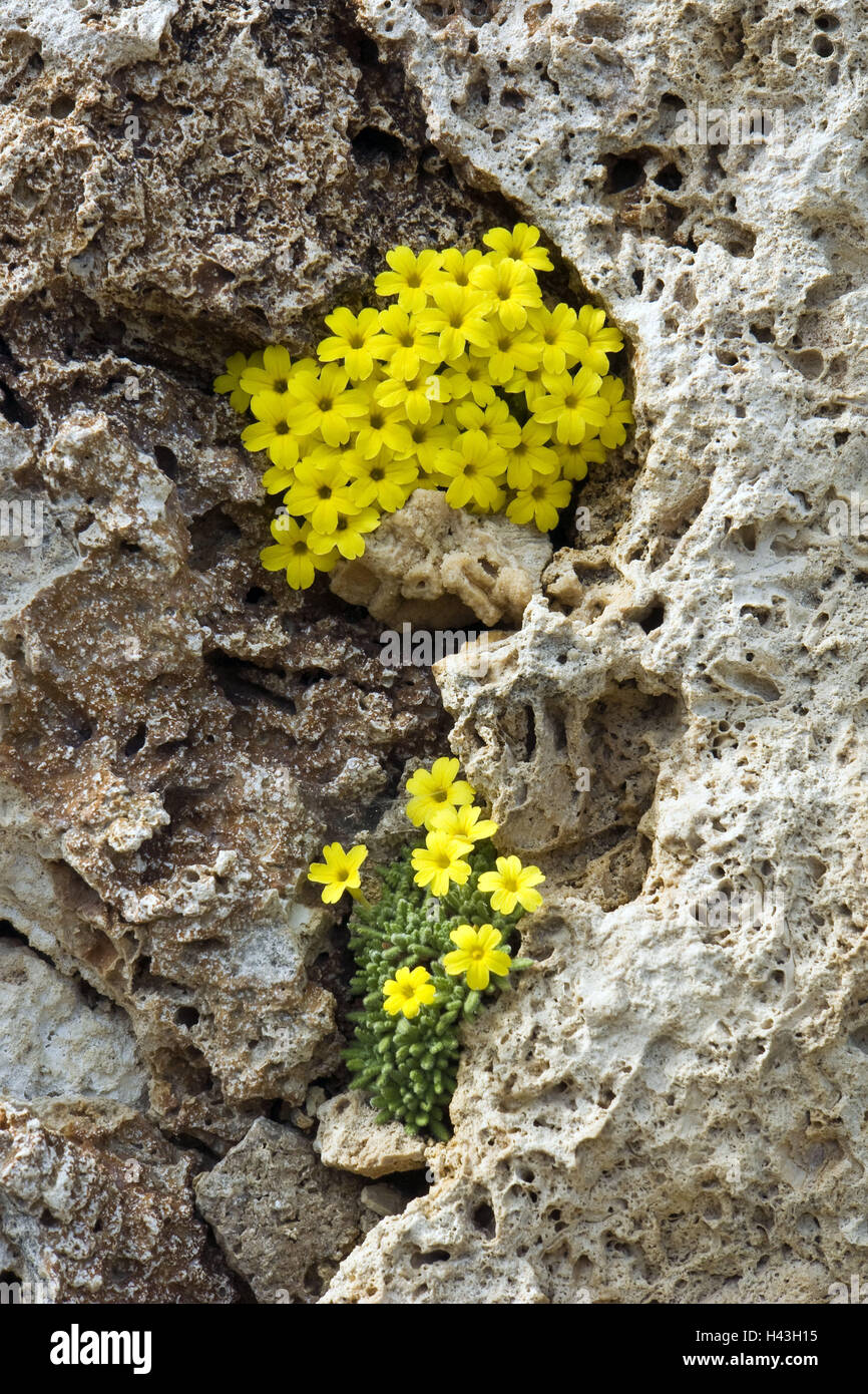 Rocks, Dionysia aretioides, blossoms, yellow, bile, rock, plants, flowers, period bloom, blossom, nature, primrose plant, Primulaceae, robustly, humble, resistantly, Stock Photo