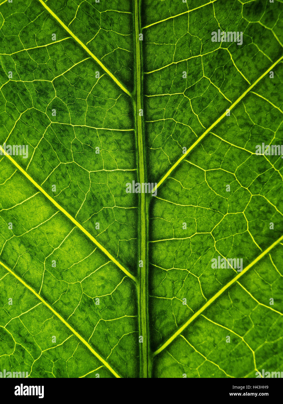 Leaves, green, macro, leaf structure, veins, close-up, Stock Photo