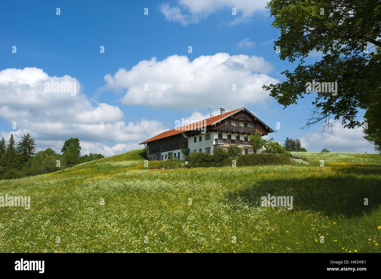 Germany, Upper Bavaria, farmhouse, flower meadow, Bavaria, natural landscape, meadow scenery