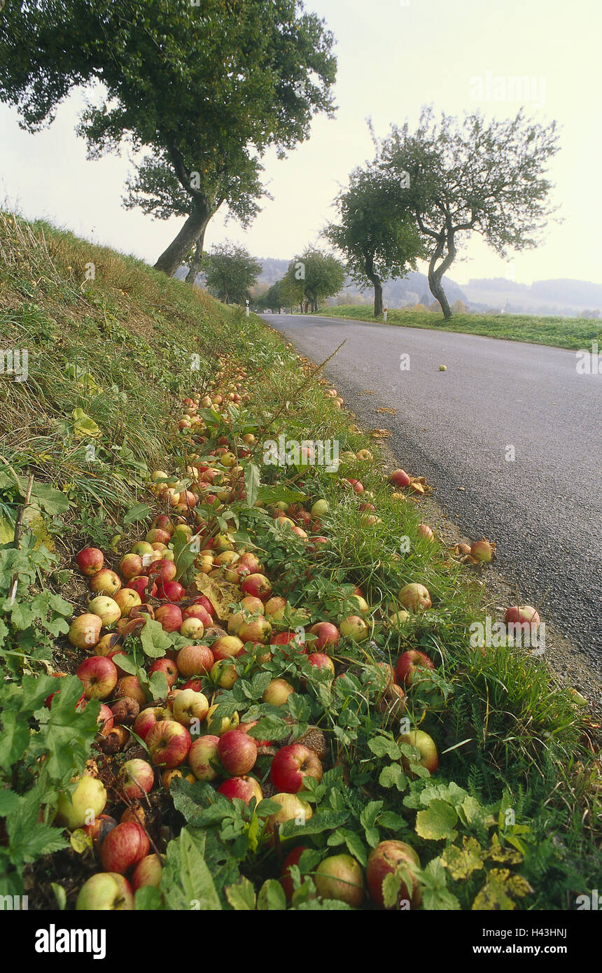 Roadside trees hires stock photography and images Alamy