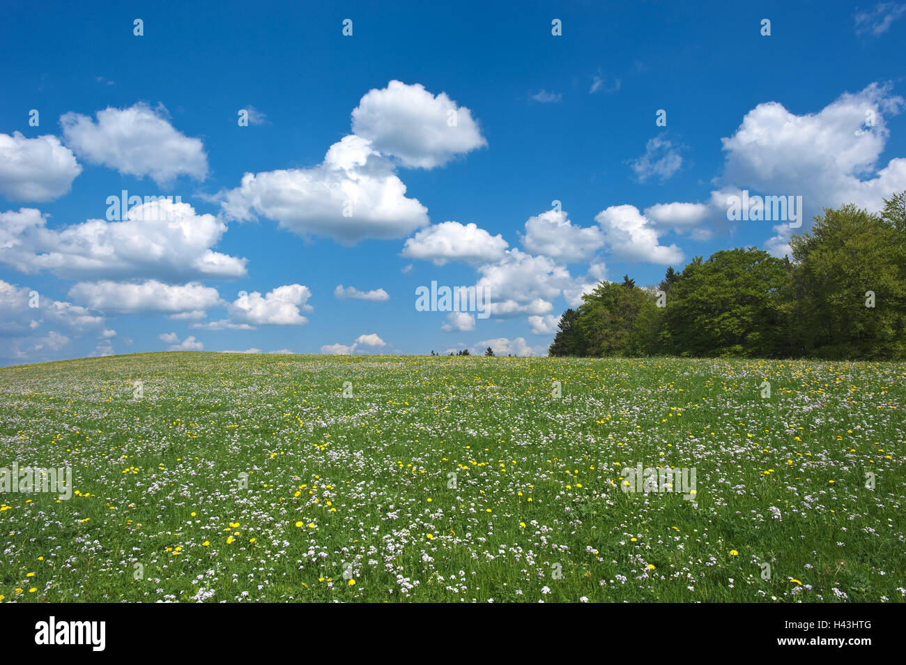 Germany, Upper Bavaria, flower meadow, heaven, blue, cumulus clouds, Bavaria, meadow, flowers, white, yellow, spring, hill, hilly, rurally, scenery, deciduous forest, wood, trees, nature, green, meadow scenery, clouds, nobody, Stock Photo