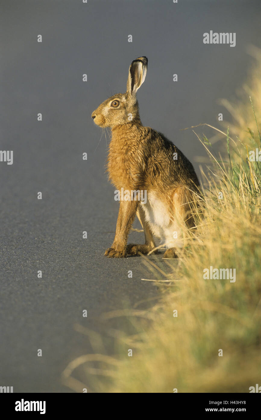 Cape hare, Lepus capensis, roadside, sit, carefully, Stock Photo
