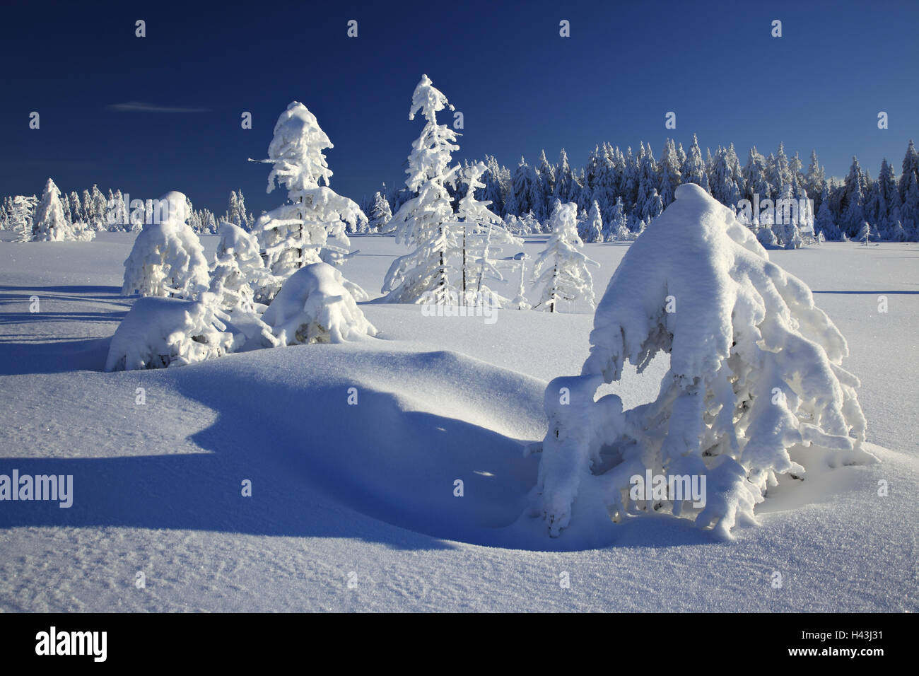 Germany, Saxony-Anhalt, national park resin, winter scenery, Stock Photo