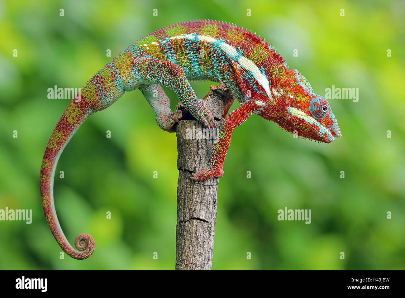 Portrait of a Panther chameleon on a branch, Indonesia Stock Photo