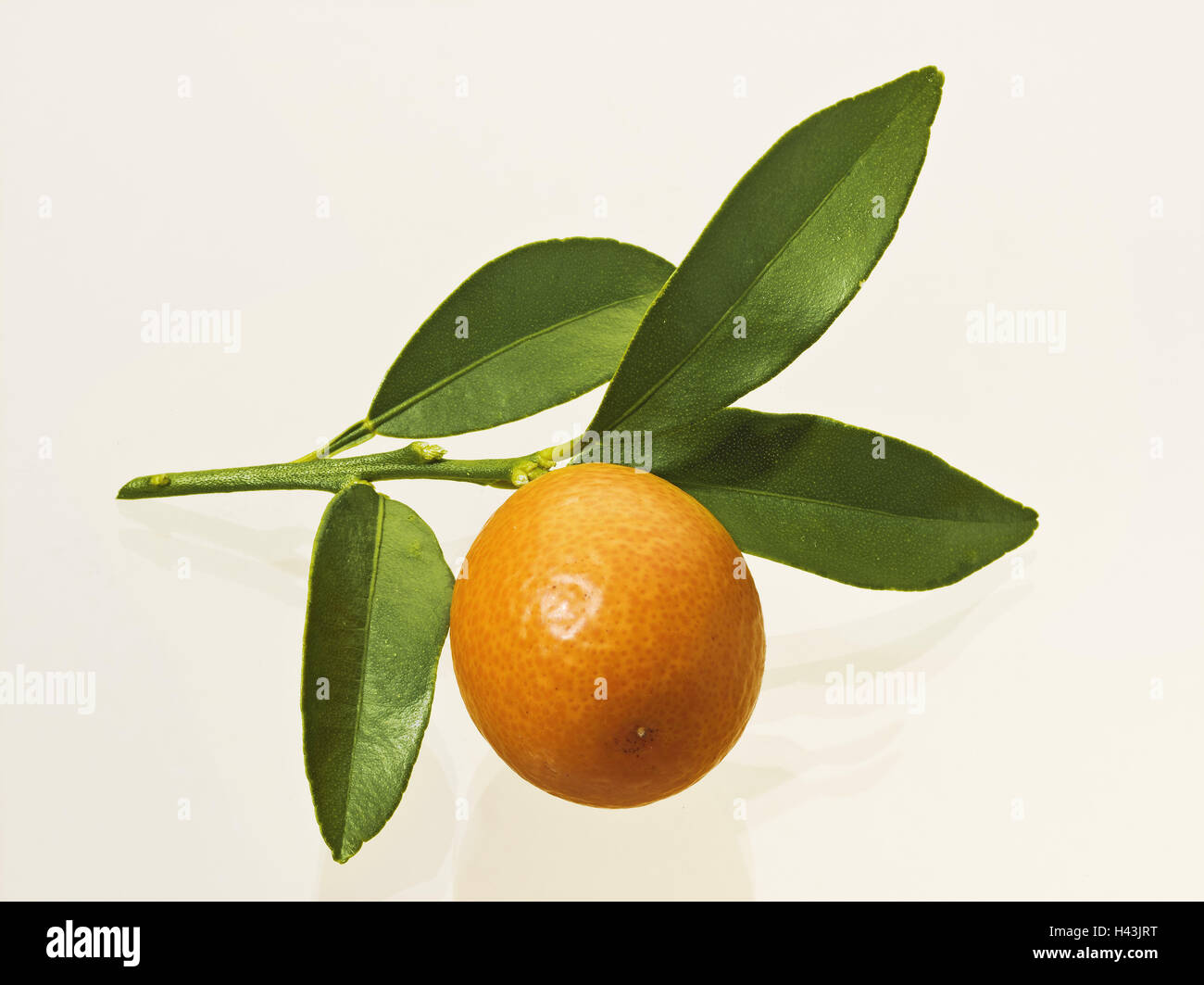 Kumquat, ripe, branch, leaves, Fortunella, Kumquat fruit, citrus fruit