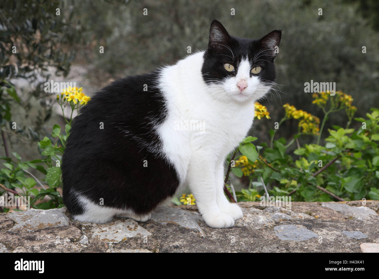 Cat, black-and-white, sit, defensive wall, animals, mammals, pets, small cats, Felidae, domesticates, house cat, without Lord, day release prisoners, stray, street cat, individually, only, outside, garden defensive wall, Spain, Stock Photo