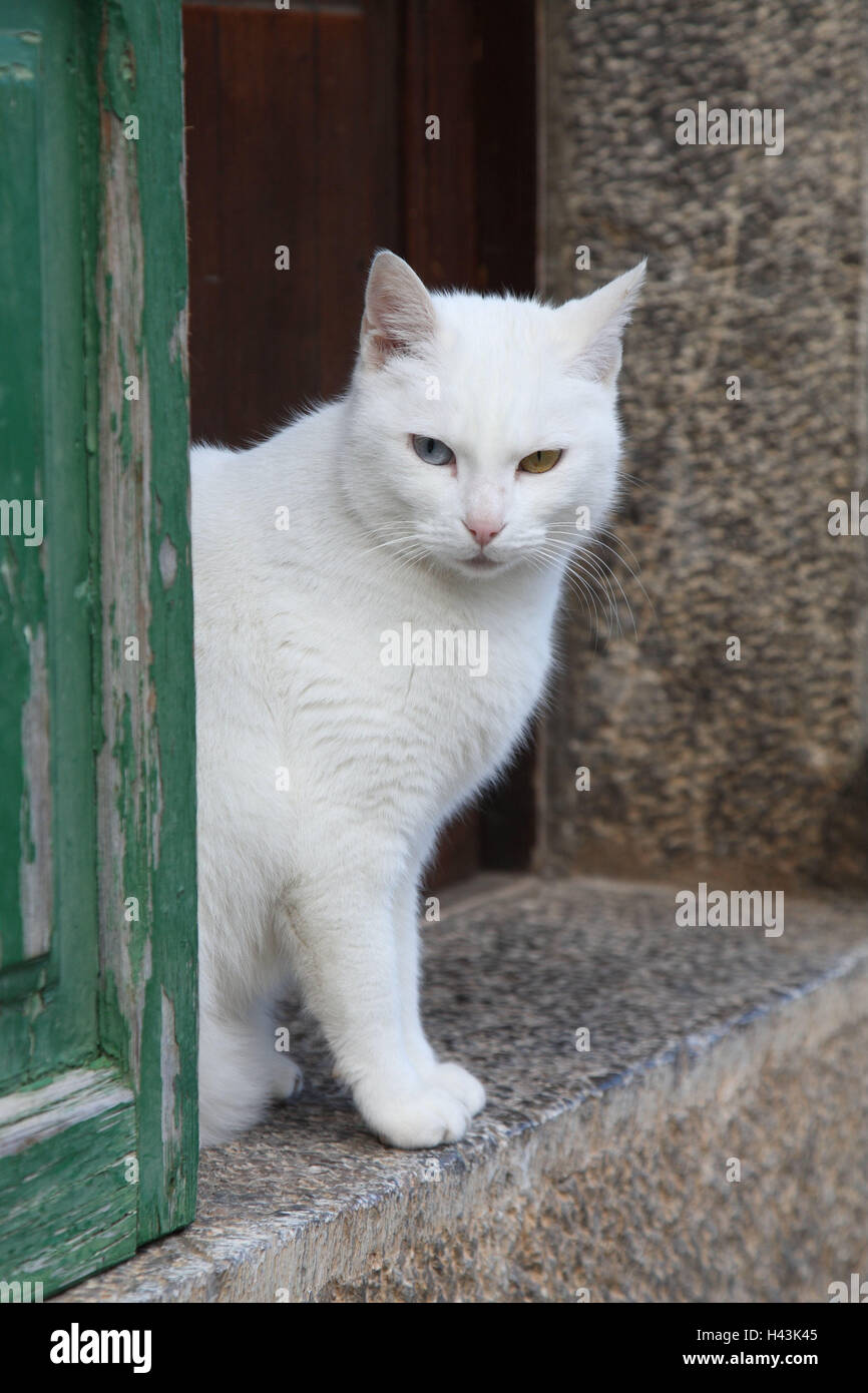 Cat, white, eyes bichrome, sit, entrance, house, door, front door, sill, animals, mammals, pets, small cats, Felidae, domesticates, house cat, day release prisoner, reflectors, different colour, mysteriously, mysteriously, individually, only, outside, Spain, Stock Photo