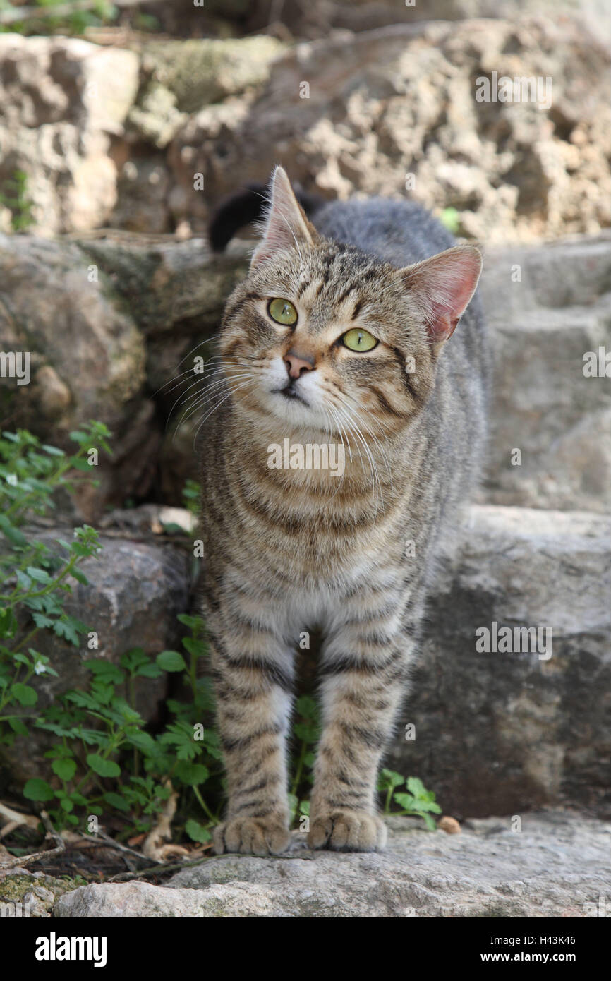 Cat, striped, stand, stairs, animals, mammals, pets, small cats, Felidae, domesticate, house cat, without Lord, day release prisoners, stray, street cat, individually, only, outside, stone stairs, steps, Spain, Stock Photo