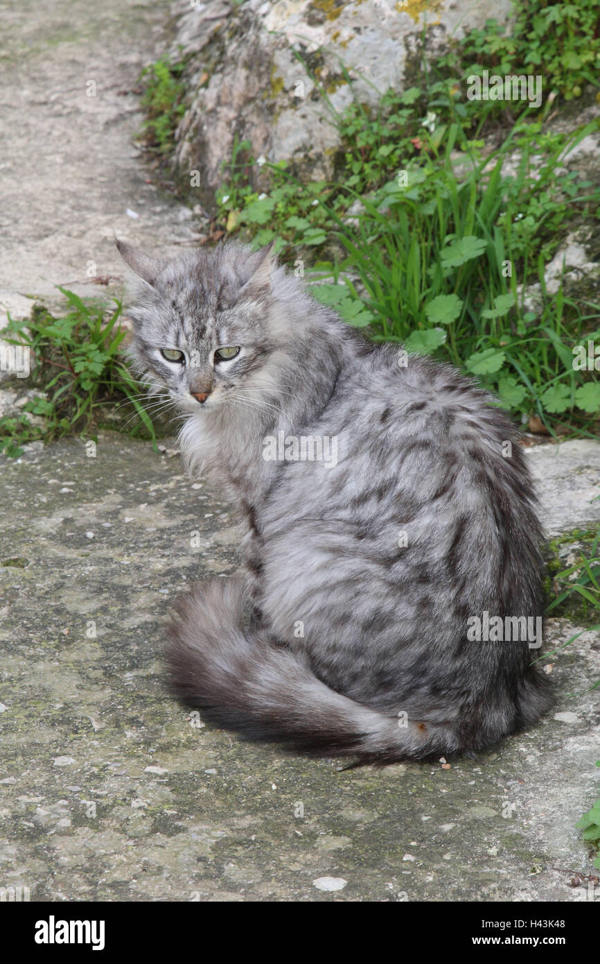 Cats, long hair, grey, striped, sit, animals, mammals, pets, small cats, Felidae, medium-length hair, half long-haired cat, domesticates, house cat, without Lord, day release prisoners, individually, only, stray, street cat, outside, wayside, Spain, Stock Photo