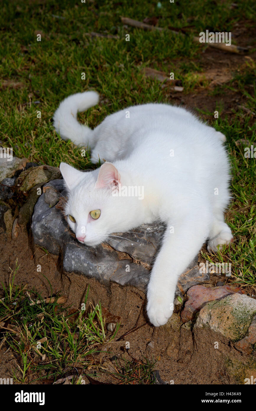 Cat, white, lie, roll, meadow, animals, mammals, pets, small cats, Felidae, domesticates, house cat, without Lord, day release prisoners, stray, street cat, individually, only, behaviour, well-being, garden, outside, Spain, Stock Photo