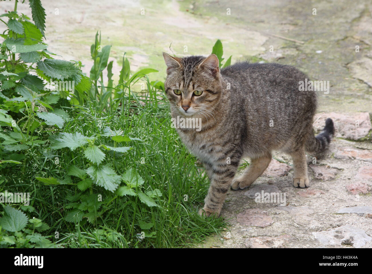 Cat, striped, animals, mammals, pets, small cats, Felidae, domesticates, house cat, without Lord, day release prisoners, stray, street cat, stand, wayside, individually, all alone, outside, Spain, Stock Photo
