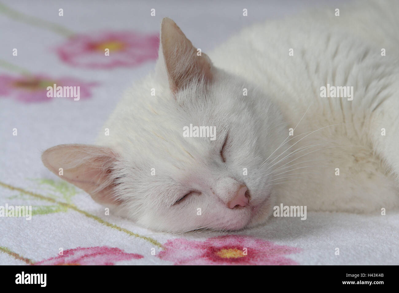Cat, white, sleep, bed, portrait, animals, mammals, pets, small cats, Felidae, domesticates, house cat, lie, doze, peacefully, fatigue, sleep, rest, recreation, rest, individually, only, animal portrait, cat's portrait, inside, Stock Photo