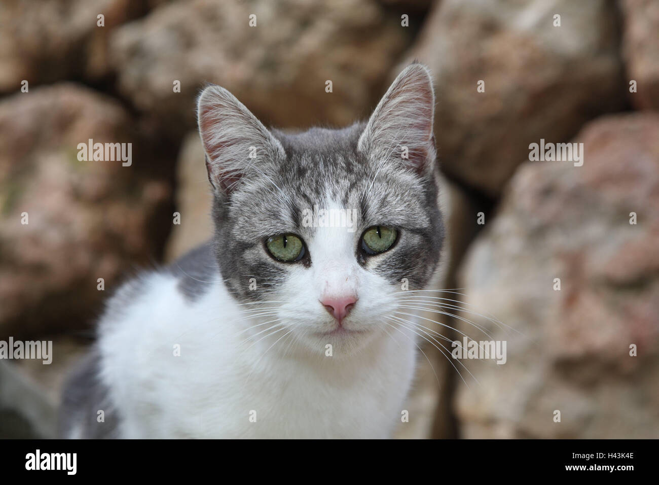 Cat, greyish white, sit, portrait, animals, mammals, pets, small cats, Felidae, domesticates, house cat, without Lord, day release prisoners, stray, street cat, white-striped, animal portrait, cat's portrait, individually, only, outside, Spain, Stock Photo