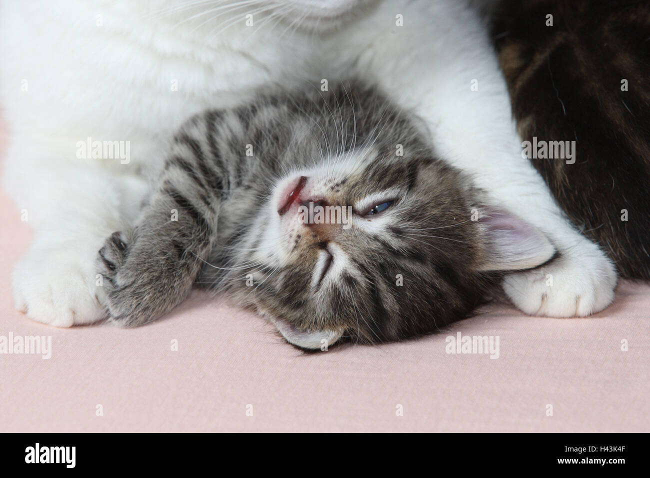 Cat's nut, lie, detail, front paws, kittens, doze, wink, portrait, bed, animals, mammals, pets, small cats, Felidae, white, striped, domesticates, cats, house cat, paws, mother animal, Kätzin, young animals, two, young, small, sweetly, love, care, suture, protection, trust, motherly love, cuddle, sleep, fatigue, young animals, animal babies, animal family, animal portrait, cat's portrait, inside, Stock Photo