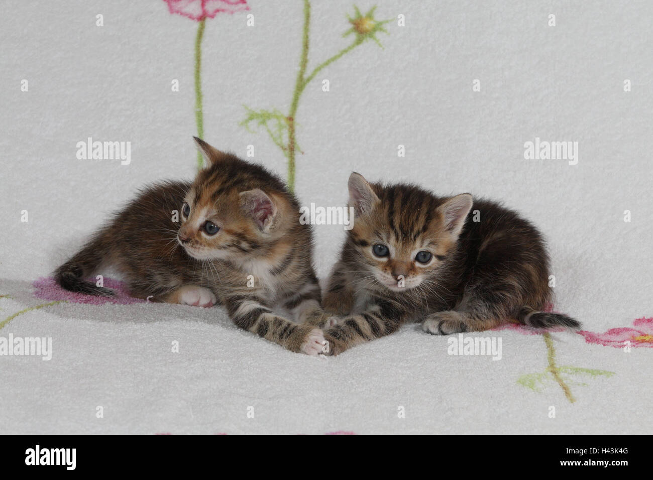 Cats, young, lie, together, bed, animals, mammals, pets, small cats, Felidae, domesticates, house cat, young animal, kitten, two, siblings, small, awkward, clumsy, sweetly, touch, striped, cohesion, love, suture, togetherness, young animals, animal babies, inside, Stock Photo