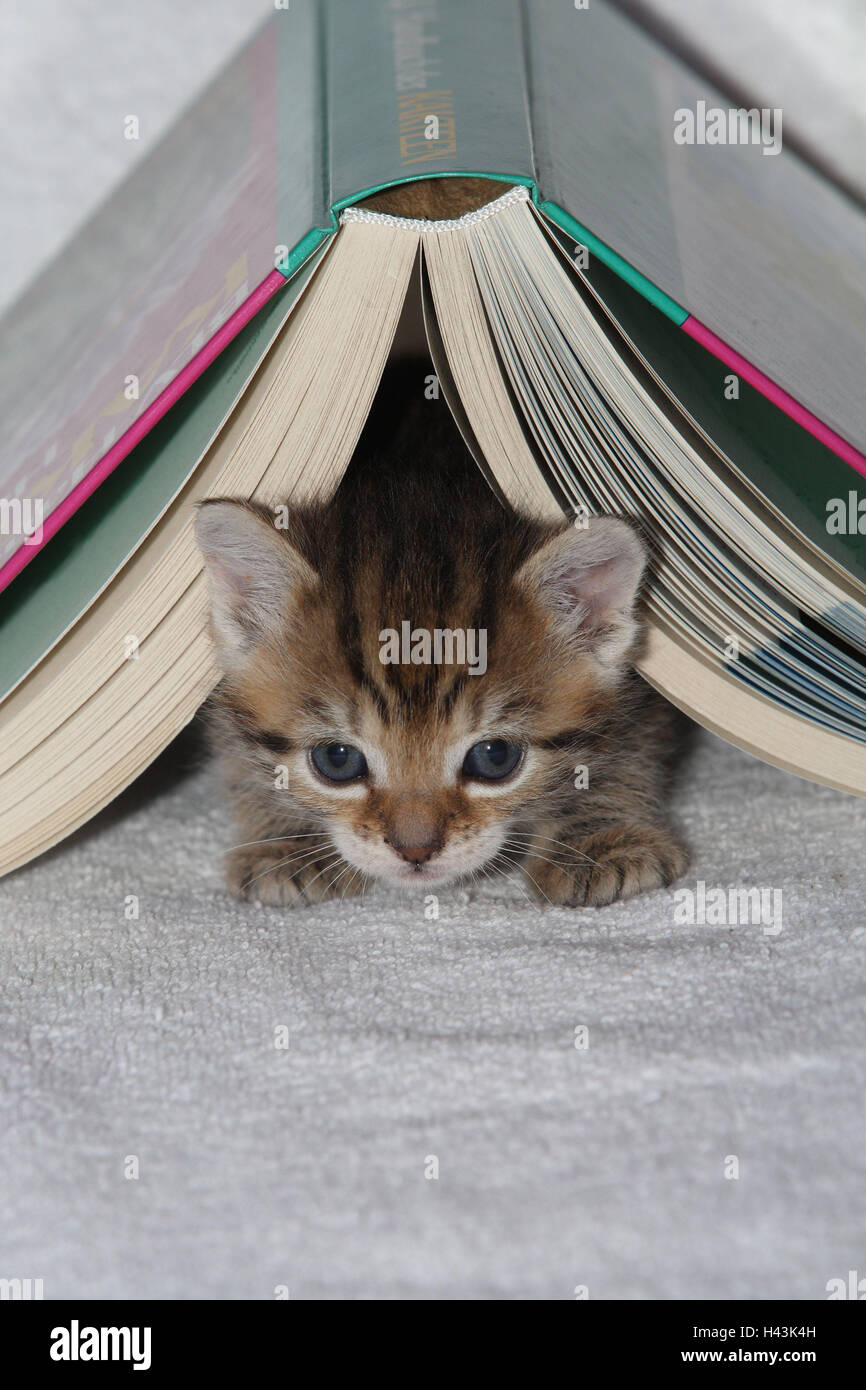 Plates, cat, young, hide, book, opened, herauskrabbeln, bed, animals, mammals, pets, small cats, Felidae, domesticates, house cat, young animal, kitten, small, awkward, clumsy, creep, creep, curiosity, under, hiding place, play, sweetly, individually, all alone, striped, look, portrait, young animals, animal baby, inside, Stock Photo