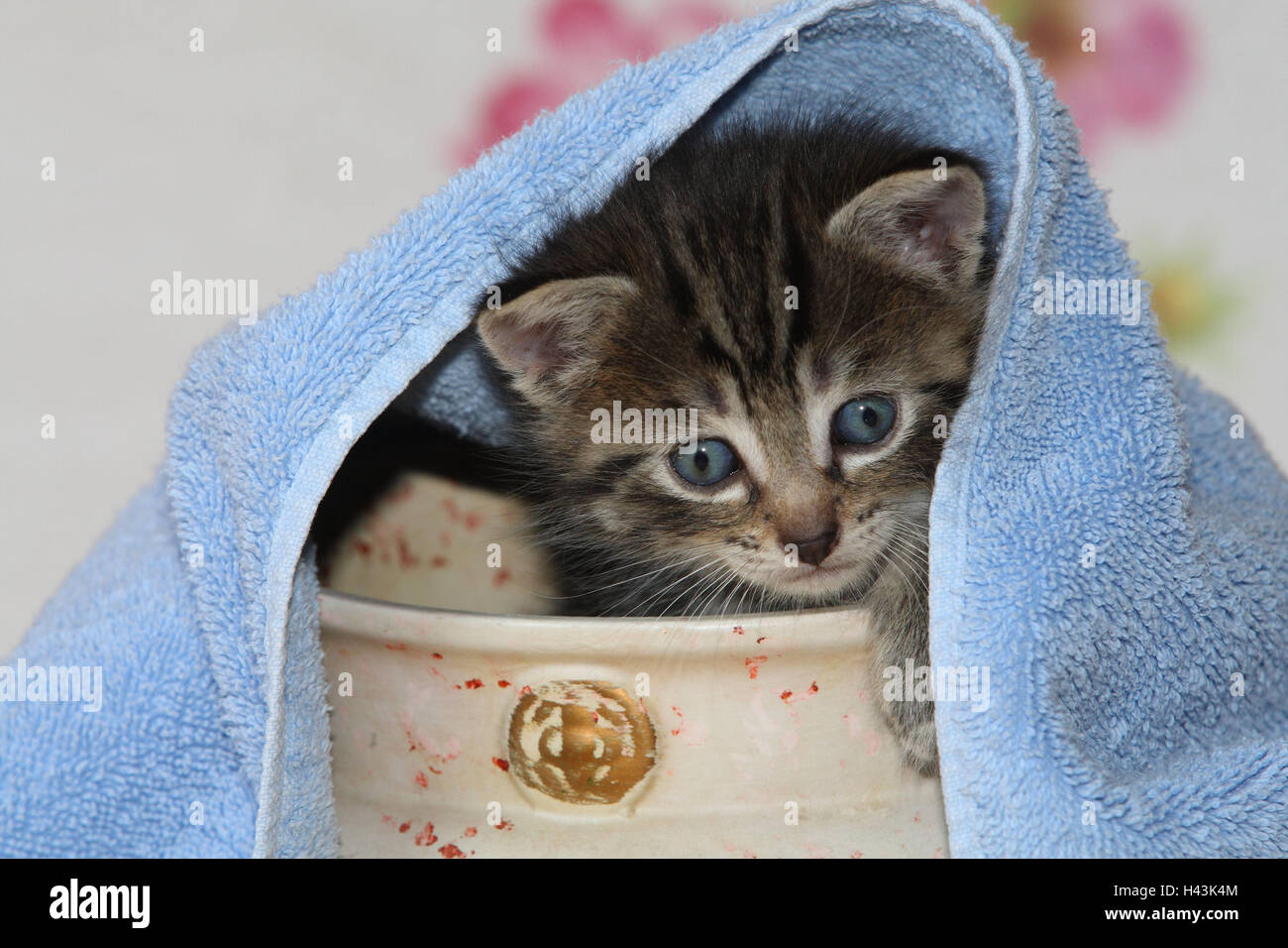 Pot, cat, young, herauskrabbeln, towel, bed, animals, mammals, pets, small cats, Felidae, domesticates, house cat, young animal, kitten, small, awkward, clumsy, creep, creep, curiosity, hiding place, play, hide, sweetly, individually, only, striped, tin, bowl, hervorblicken, hervorschauen, young animals, animal baby, inside, Stock Photo