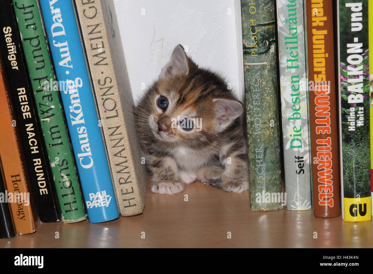 Shelf, cat, young, hide, books, bookshelf, animals, mammals, pets, small cats, Felidae, domesticates, house cat, young animal, kitten, small, awkward, clumsy, sit, play curiosity, under, hiding place, sweetly, individually, alone, striped, young animals, animal baby, inside, Stock Photo