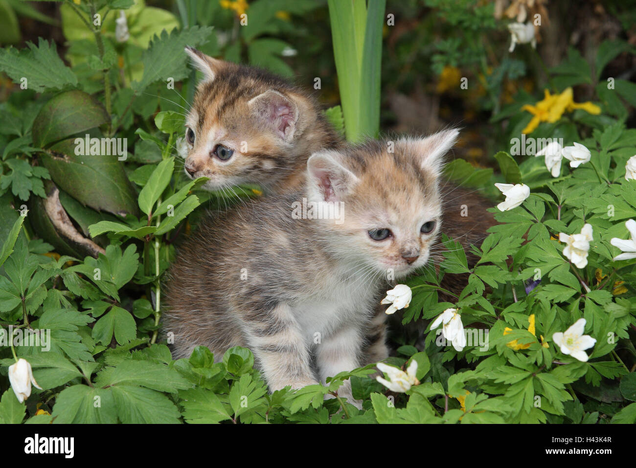 Cats, young, sit, meadow, garden, animals, mammals, pets, small cats, Felidae, domesticates, house cat, young animal, kitten, two, siblings, play, together, small, awkward, clumsy, sweetly, cohesion, suture, togetherness, curiosity, flowers, plants, young animals, animal baby, nature, outside, Stock Photo