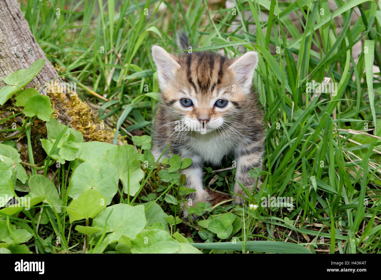 Cat, young, run, meadow, garden, animals, mammals, pets, small cats, Felidae, domesticates, house cat, young animal, kitten, small, awkward, clumsy, helplessly, sweetly, striped, play, curiosity, plants, individually, alone, young animals, animal baby, nature, outside, Stock Photo