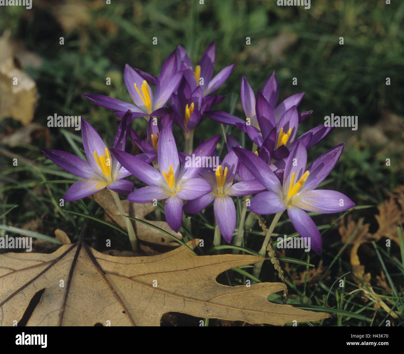 Meadow saffron, Colchicum autumnale, blossoms, mauve, Stock Photo