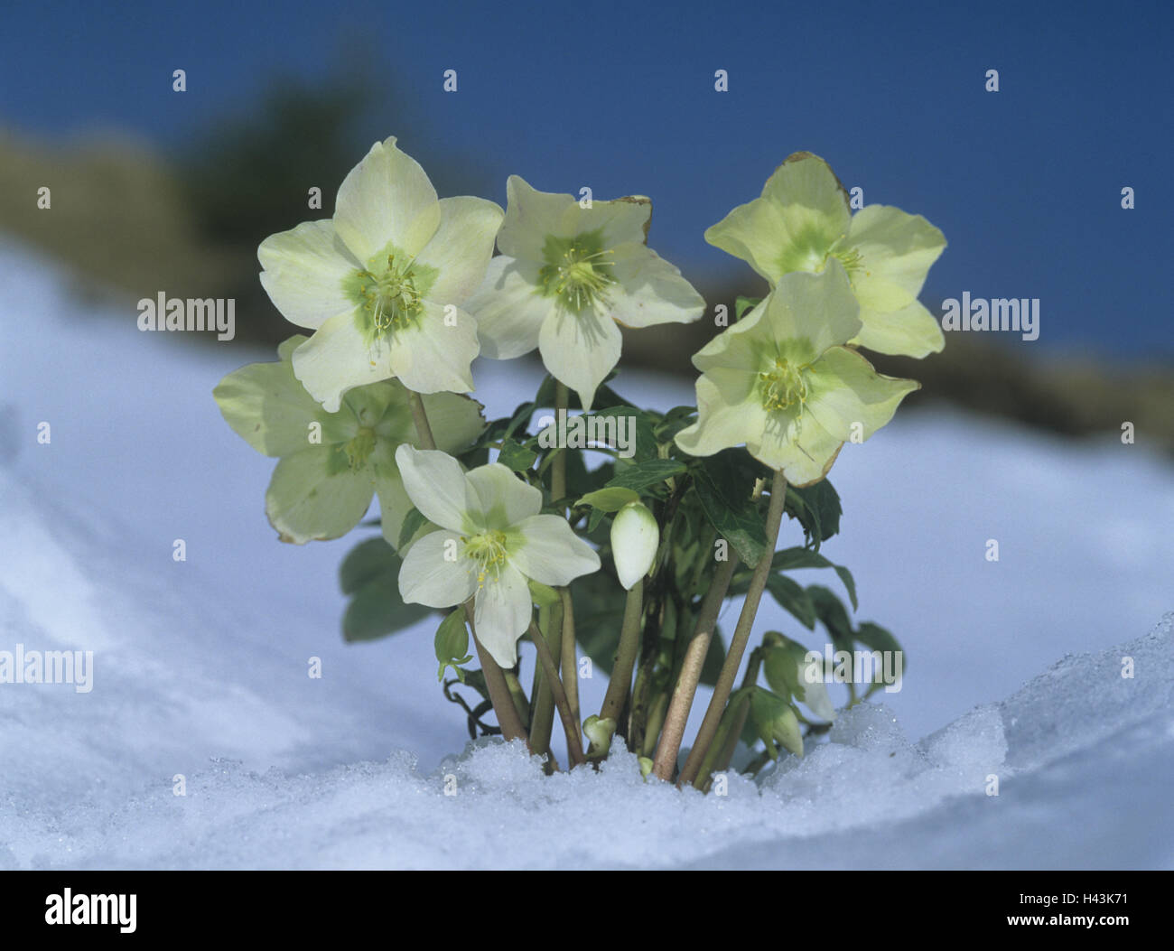 Snow roses, Helleborus Niger, snow, Stock Photo