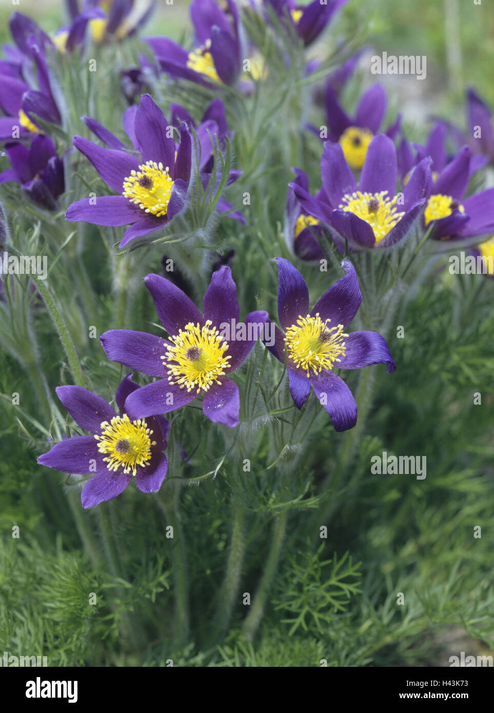 Common culinary clamp, Pulsatilla vulgaris, detail, Stock Photo