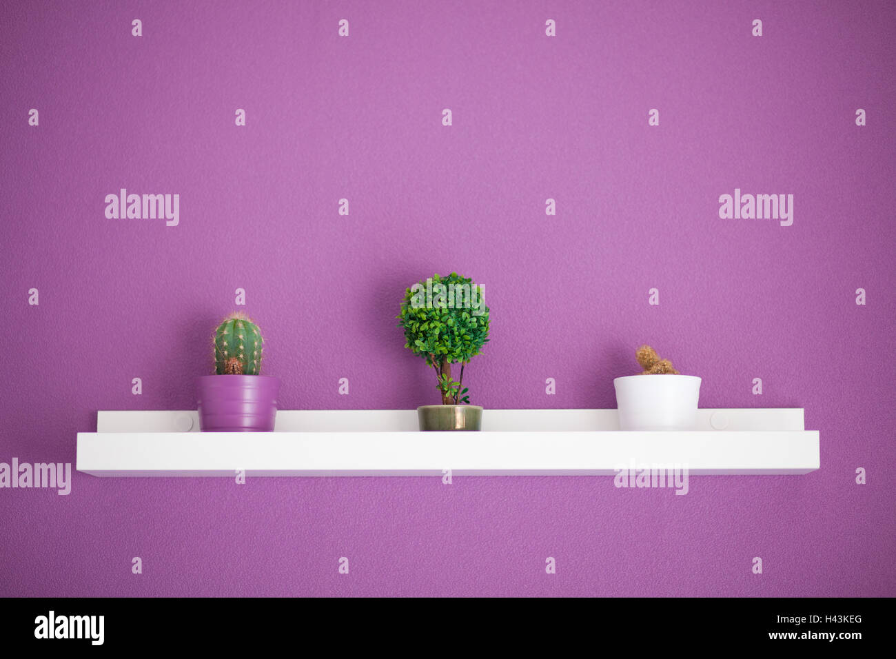 Cactus and bonsai plants on a shelf with purple wall Stock Photo Alamy