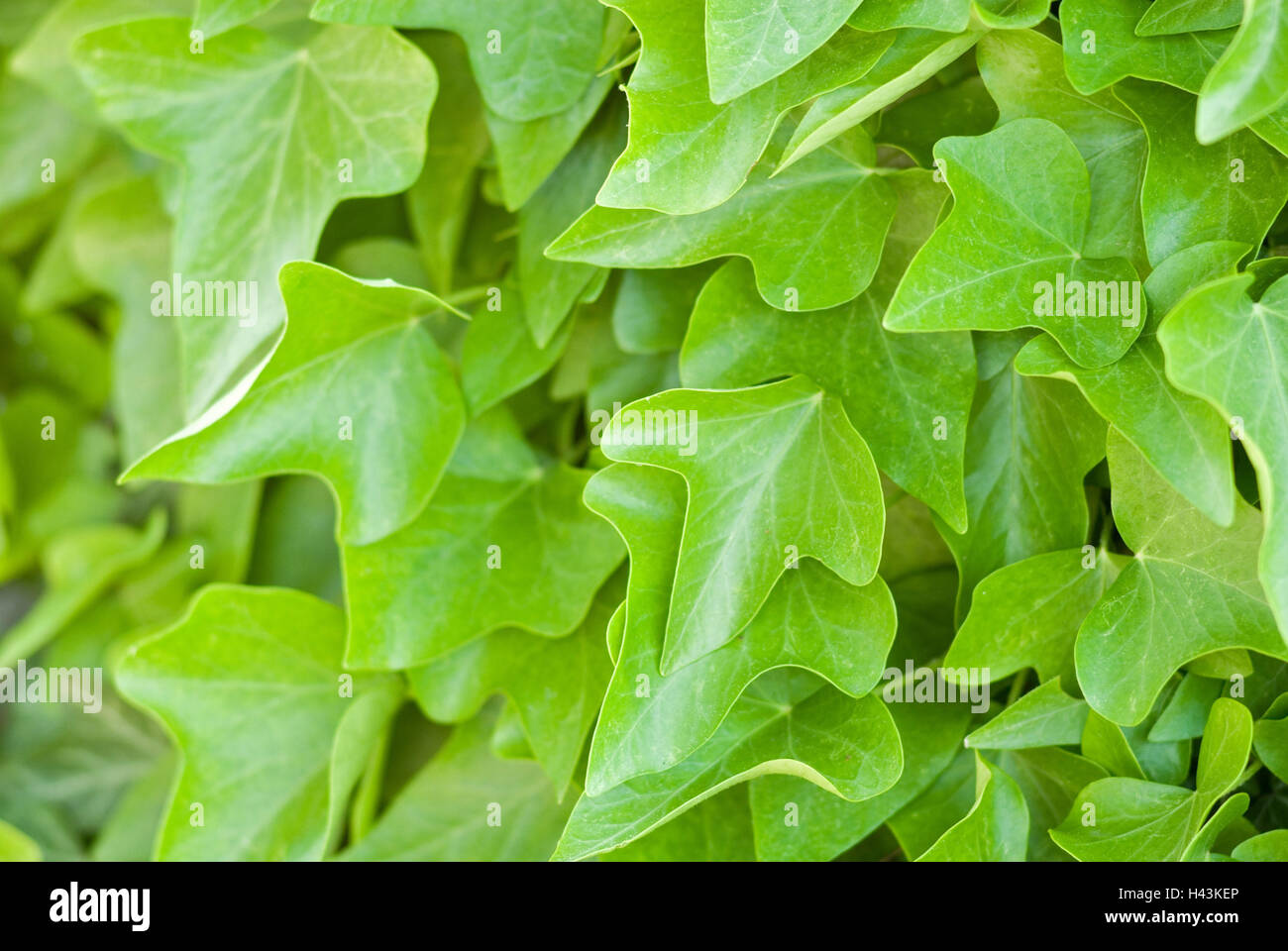 Ivy leaves, evergreen, detail Stock Photo Alamy