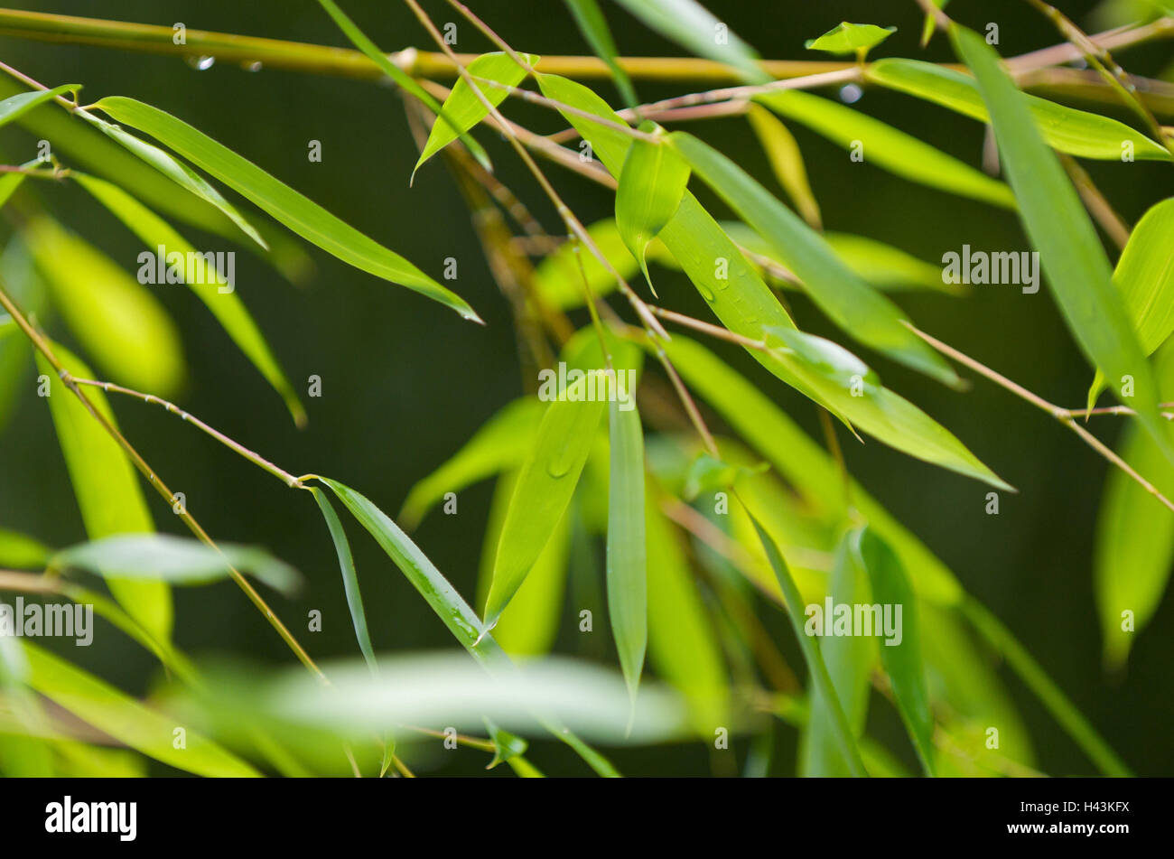 Bamboo leaves, sunlight, detail Stock Photo Alamy