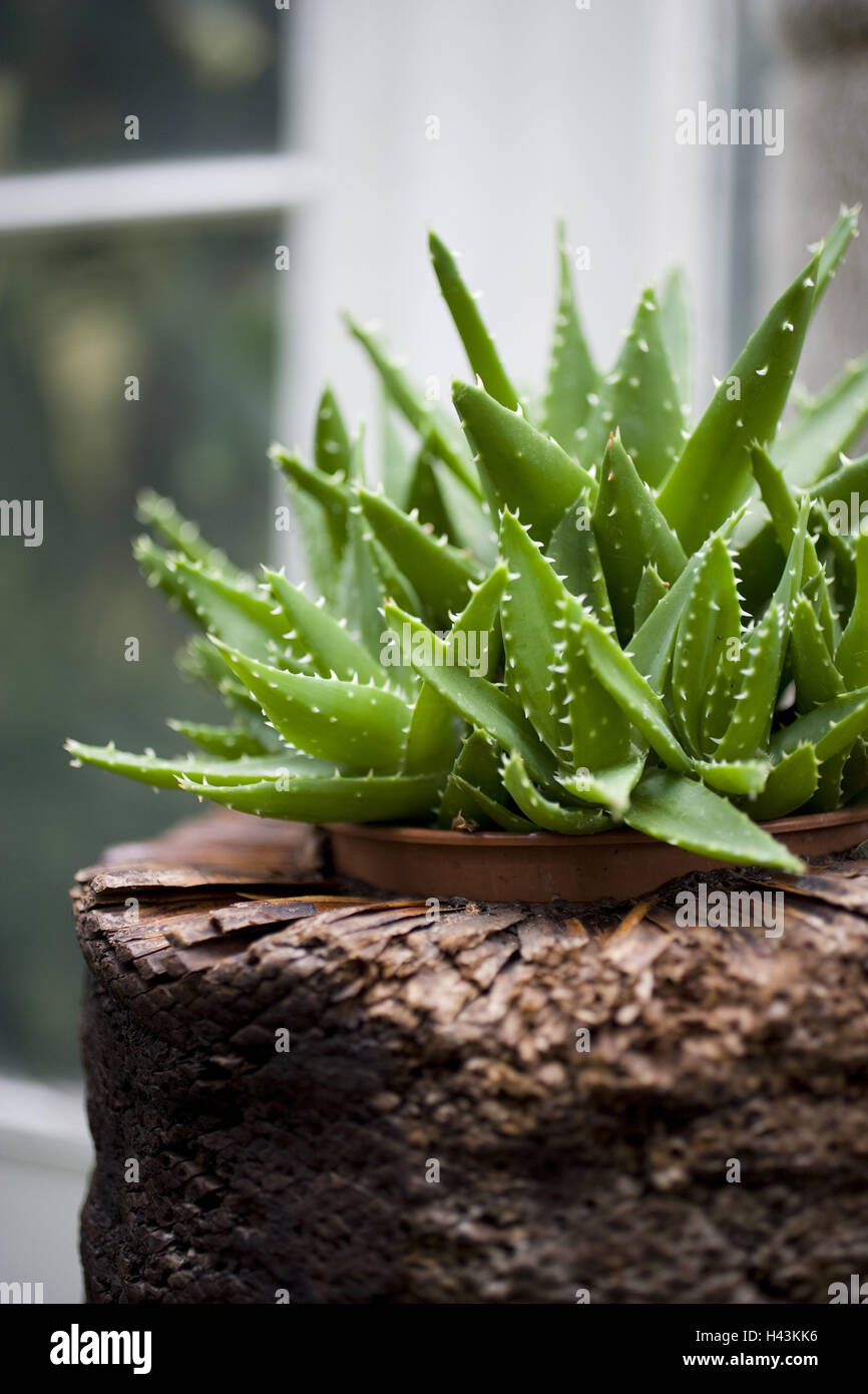 Northern Ireland, Belfast, botanical garden, palm house, plants Stock