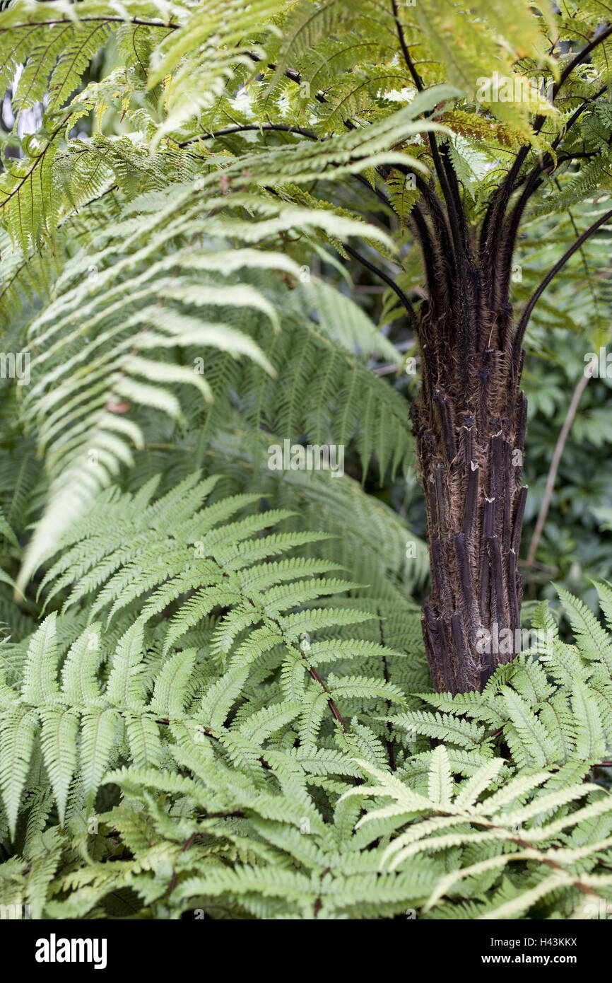 Northern Ireland, Belfast, botanical garden, palm house, plants Stock