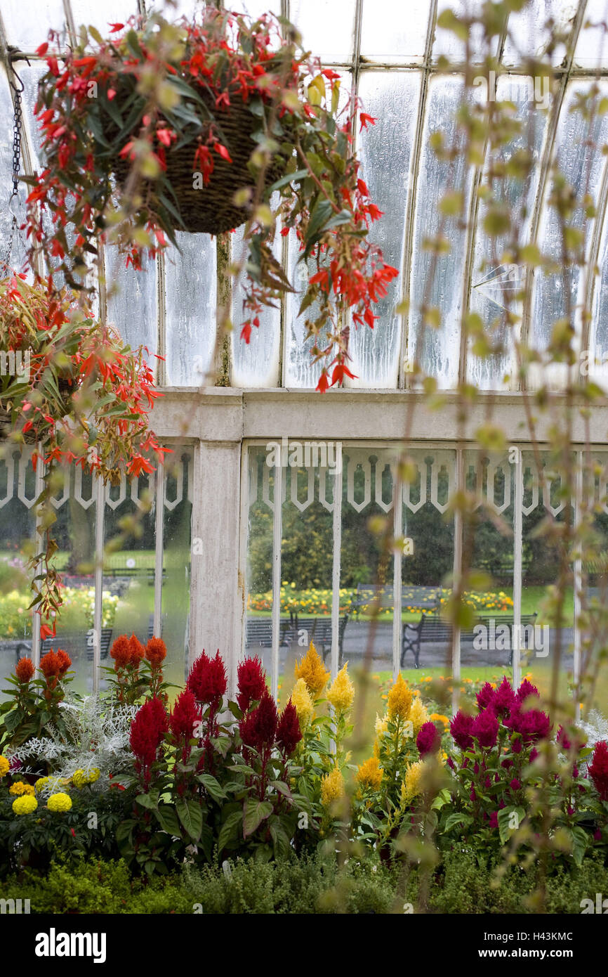 Northern Ireland, Belfast, botanical garden, palm house, plants Stock ...