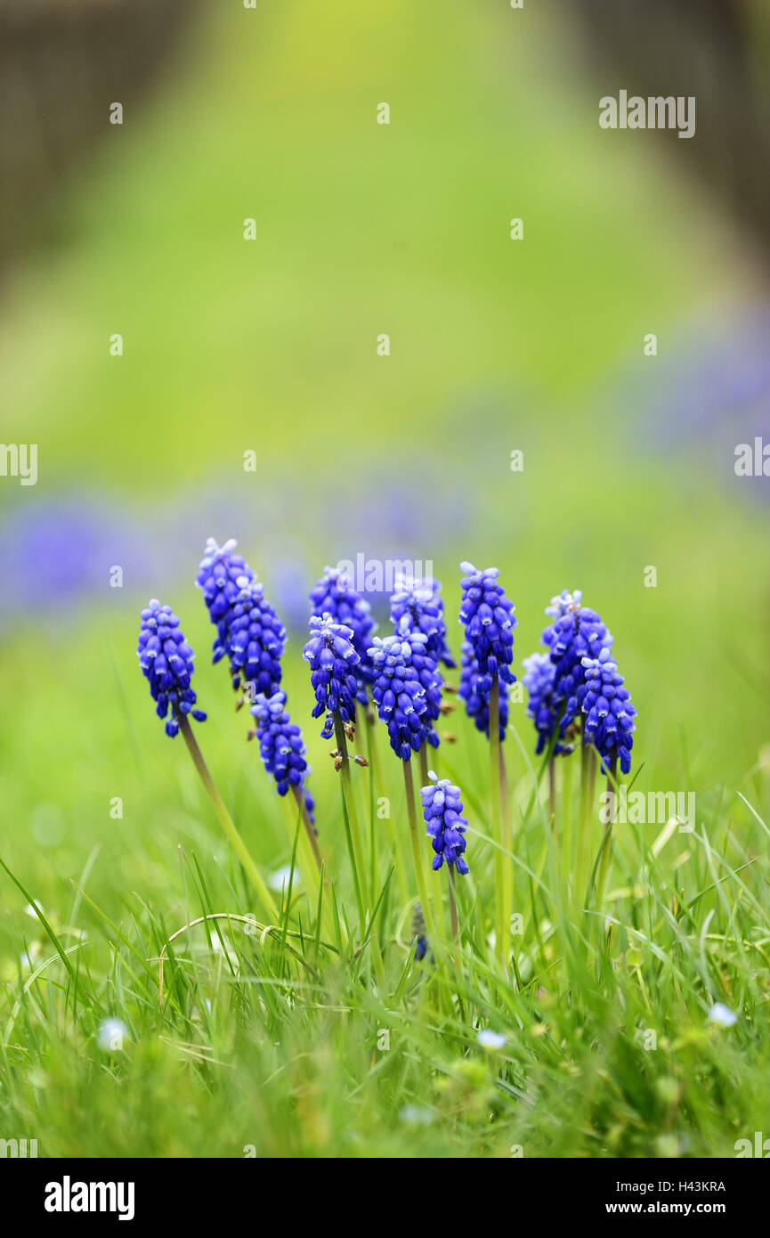 Grape hyacinths, Muscari botryoides, Stock Photo