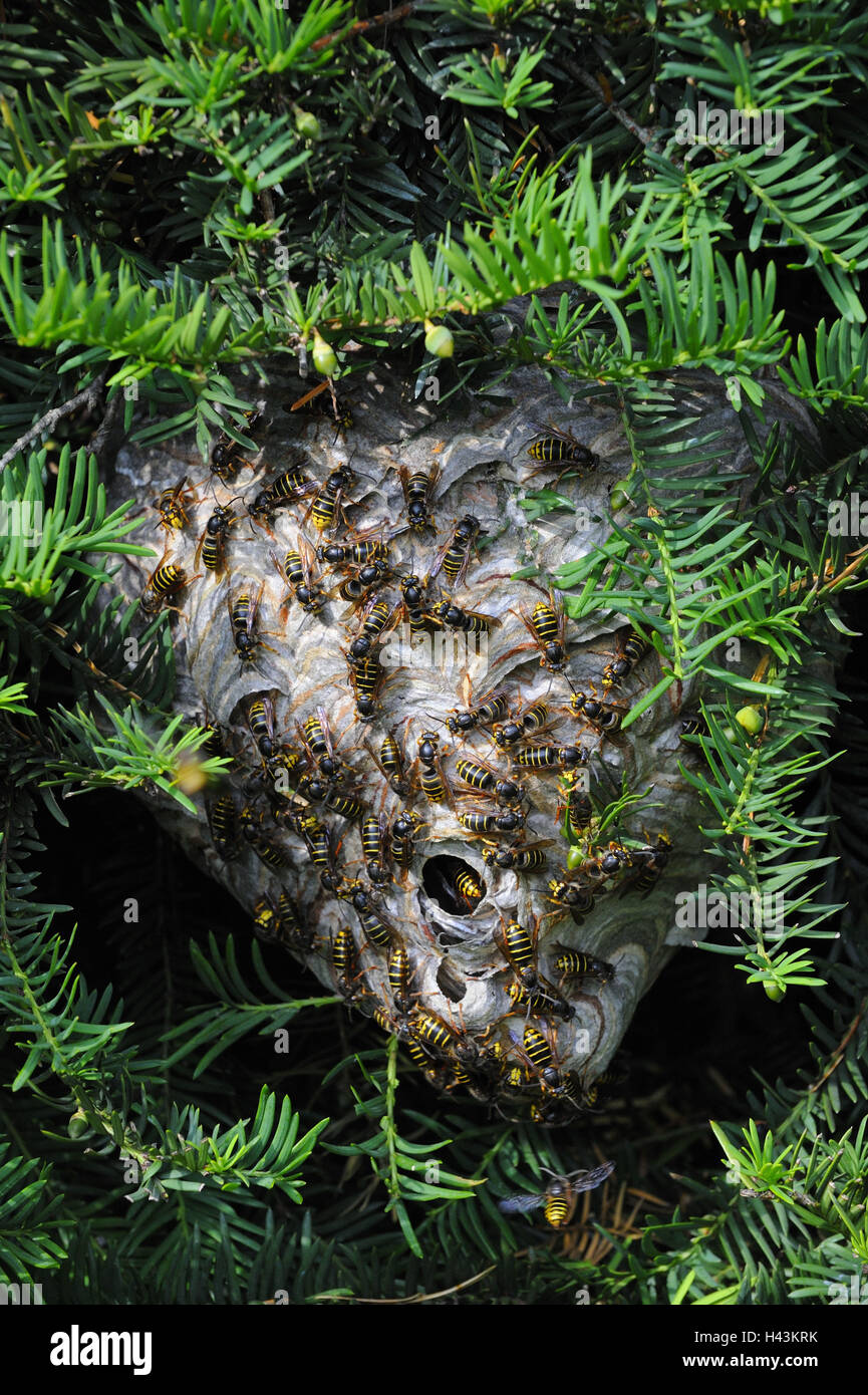 Wasps' nest of the medium wesp, Dolichovespula media, Stock Photo