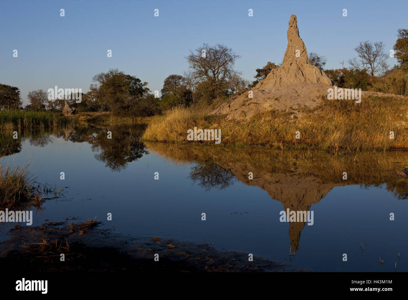 Africa, Botswana, North west District, Okawango delta, riverside, termite hill, Stock Photo