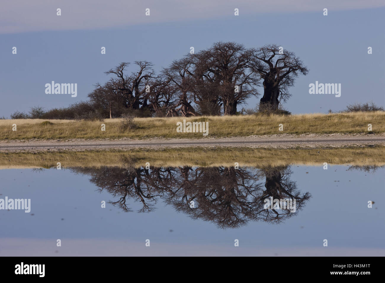 Africa, Botswana, North west District, Nxai-Pan national park, Baines-Baobabs, Adansonia digitata, water, mirroring, Stock Photo