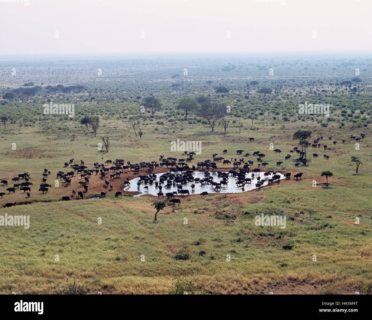 Kenya, Tsavo national park, watering place, Kaffernbüffel, morning