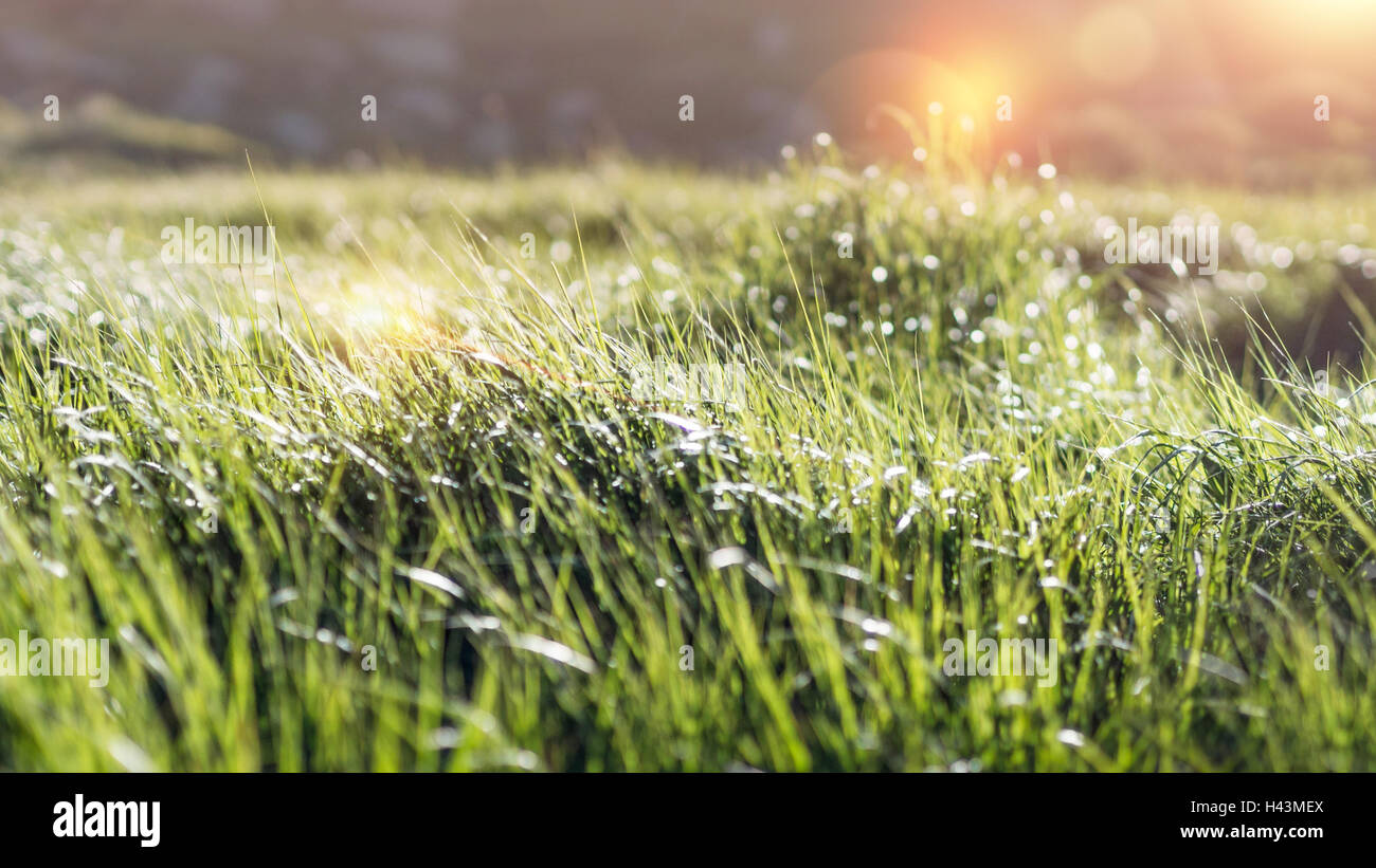Close up of grass hi-res stock photography and images - Alamy