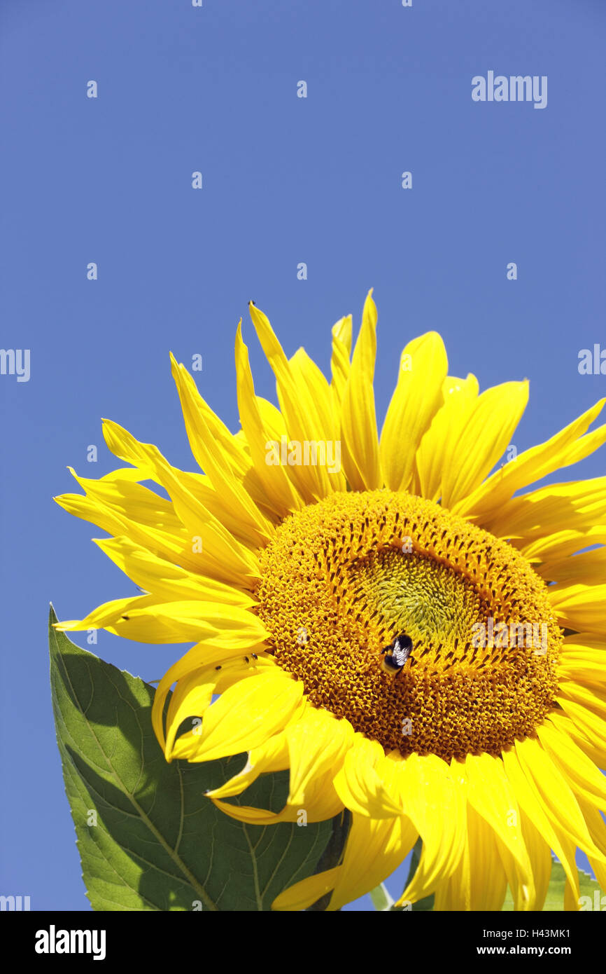 Curled up flower hi-res stock photography and images - Alamy