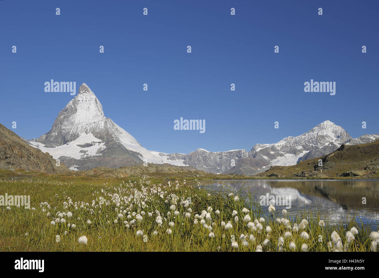 Switzerland, Valais, Cerium-weakly, Matterhorn, Riffelsee, cotton grass, summer, Stock Photo