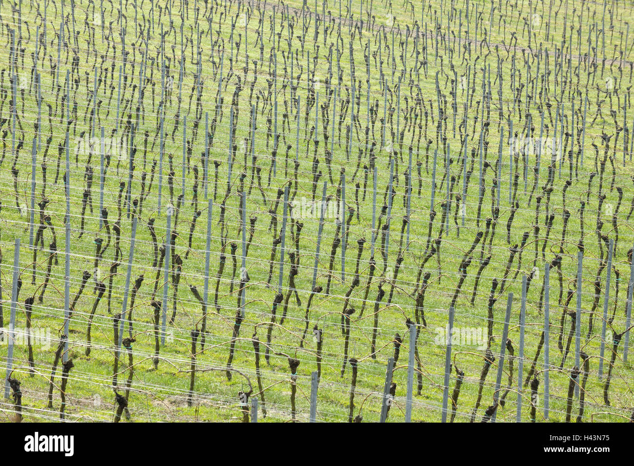 Vineyard, spring, vines, Zeilen, Gimmeldingen, Rhineland-Palatinate, Germany, Stock Photo