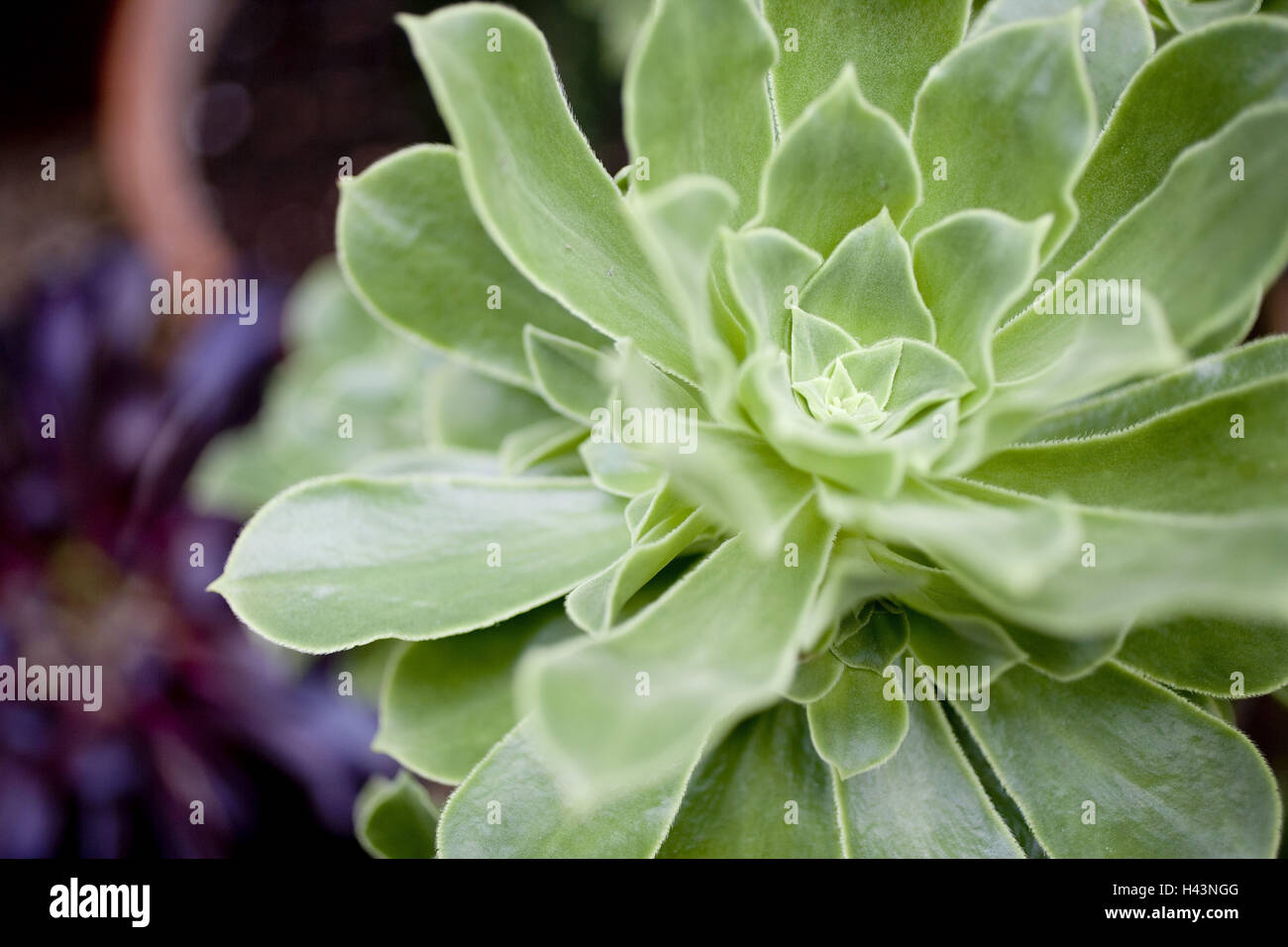 Northern Ireland, Belfast, botanical garden, palm house, plants Stock