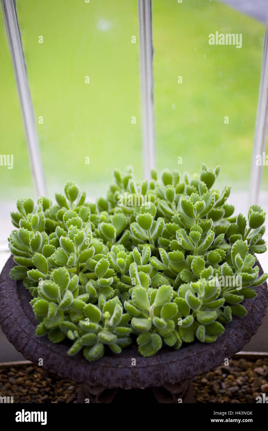 Northern Ireland, Belfast, botanical garden, palm house, plants Stock