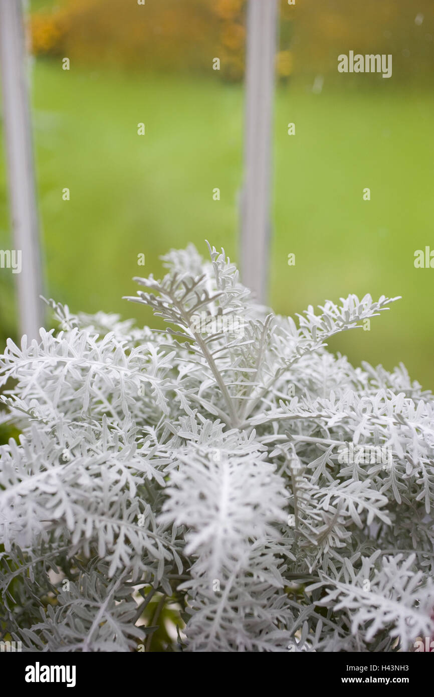 Northern Ireland, Belfast, botanical garden, palm house, plants Stock
