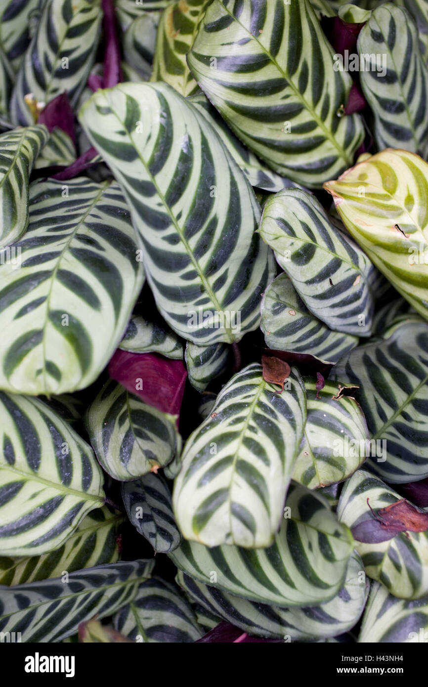 Northern Ireland, Belfast, botanical garden, palm house, plants Stock