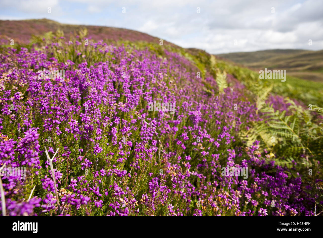 Great Britain, Scotland, Argyll and Bute Council, Isle gauze, Eilean Muile, heather, blossom, Stock Photo